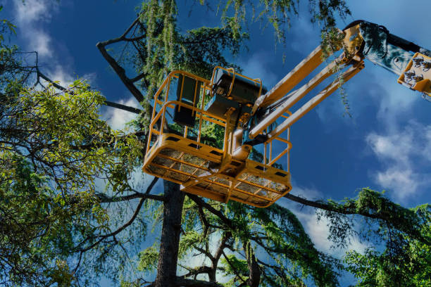 Best Firewood Processing and Delivery  in Keansburg, NJ
