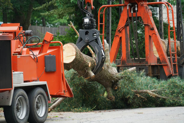 Best Palm Tree Trimming  in Keansburg, NJ